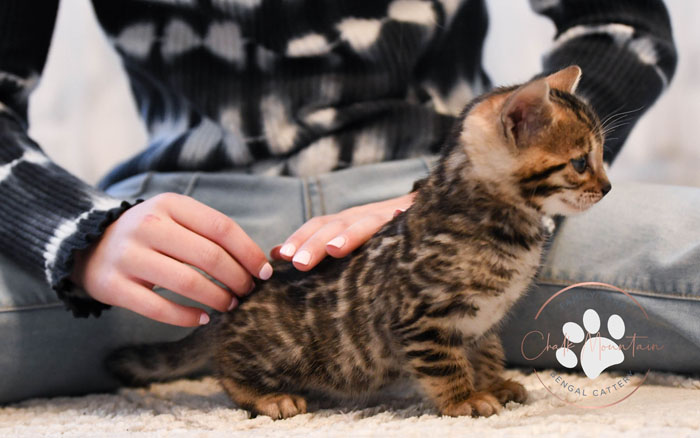 Bengal kitten for sale